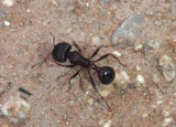 Pogonomyrmex rugosus; Rough Harvester Ant