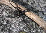 Latrodectus hesperus; Western Black Widow; female