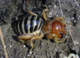 Stenopelmatus Jerusalem Cricket species