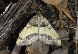 6417 - Frederickia hypaethrata; Geometrid Moth species