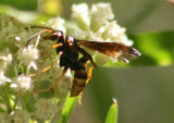 Poecilopompilus algidus coquilletti; Spider Wasp species
