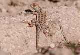Elegant Earless Lizard; female