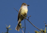 Dusky-capped Flycatcher