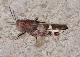 Leprus wheeleri; Wheelers Blue-winged Grasshopper; male