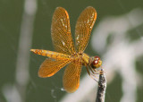 Perithemis intensa; Mexican Amberwing; male