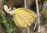 Pyrisitia proterpia; Tailed Orange; summer form