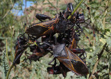 Thasus neocalifornicus; Giant Mesquite Bugs