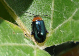 Disonycha politula; Flea Beetle species