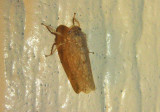 Iowanus Leafhopper species