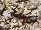 Boopedon flaviventris; Yellow-belly Boopie; male