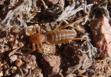 Ammotrechidae Curve-faced Solifugid species