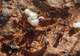 Aphaenogaster albisetosa; Spine-waisted Ant species
