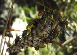 Mischocyttarus phthisicus; Paper Wasp species