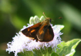 Wallengrenia drury; Antillean Broken-Dash; male