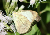Ascia monuste virginia; Great Southern White; female