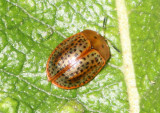 Chelymorpha cribraria; Tortoise Beetle species