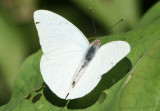 Glutophrissa drusilla; Florida White