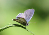 Leptotes cassius catilina; Cassius Blue; male