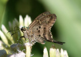 Urbanus proteus; Long-tailed Skipper