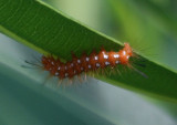 Empyreuma affinis; Spotted Oleander Caterpillar