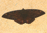 Ascalapha odorata; Black Witch; male
