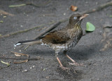 Pearly-eyed Thrasher