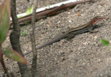 St. Christopher Ameiva Lizard