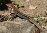 St. Christopher Ameiva Lizard