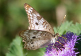 Anartia jatrophae; White Peacock
