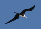 Magnificent Frigatebird; immature