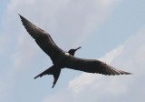 Magnificent Frigatebird; male 