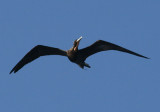 Magnificent Frigatebird; male 