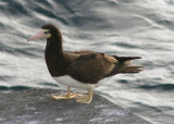 Brown Booby 