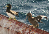 Brown Boobies