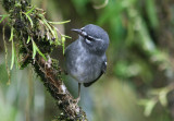 Plumbeous Warbler