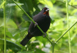Lesser Antillean Bullfinch; male