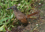 Brown Trembler 