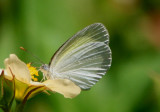 Eurema elathea elathea; Banded Yellow