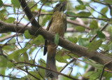 Lesser Antillean Saltator