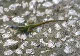 Barbados Anole; endemic 