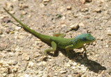 Barbados Anole; endemic