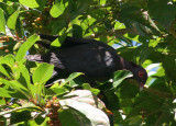 Scaly-naped Pigeon