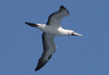 Masked Booby; subadult