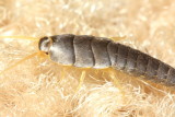 Common Silverfish (Lepisma saccharina)