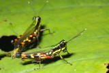 Grasshopper, Tetrataenia surinama (Acrididae)