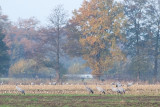 Grus grus / Kraanvogel / Crane