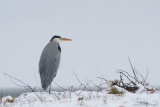 Ardea Cinerea / Blauwe Reiger / Grey Heron