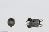 Anas acuta / Pijlstaart / Northern Pintail