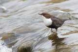 Cinclus cinclus cinclus / Zwartbuikwaterspreeuw / White-throated Dipper