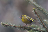 Carduelis spinus / Sijs / Eurasian Siskin